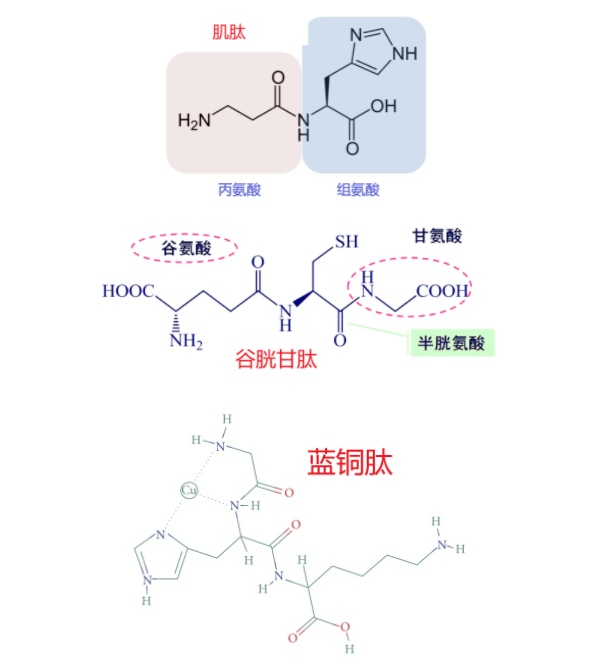 化妝品,化妝品肽類,蛋白類,原料,抗氧化,新陳代謝