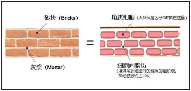 化妝品,皮膚,保濕,皮膚干燥,成分,角質層