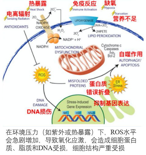 皮膚,抗氧化系統,抗氧化劑,化妝品