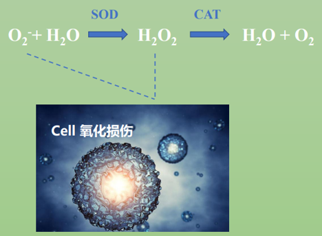 皮膚,抗氧化系統,抗氧化劑,化妝品