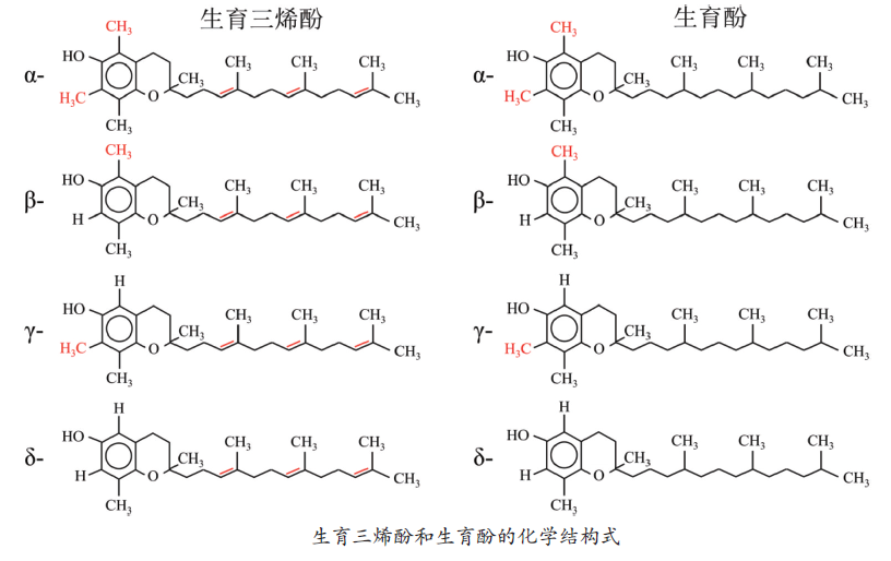 皮膚,抗氧化系統,抗氧化劑,化妝品